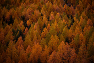 The beauty autumn in Alpine Valley, Piedmont, Italy
