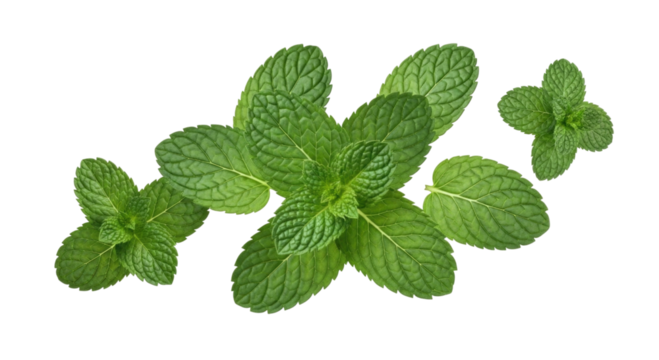 Fresh mint leaves transparent background cutout png