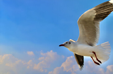 Freedom in Flight