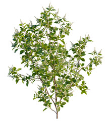 Clethra alnifolia tree 4k, front view, cutout, transparent background isolate, Blooming summersweet shrub enhances gardens and landscapes beautifully
