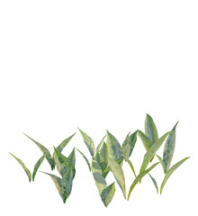 Erythronium albidum tree 4k, front view, cutout, transparent background isolate, Vibrant snake plant arrangement brings fresh nature indoors easily