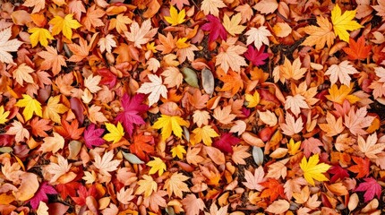 Autumn's Colorful Canopy: A breathtaking scene of fallen autumn leaves in vibrant hues of gold, red, and orange, creating a carpet of seasonal splendor. 