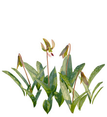 Erythronium americanum tree 4k, front view, cutout, transparent background isolate, Delicate trout lilies with spotted leaves create a peaceful spring vibe