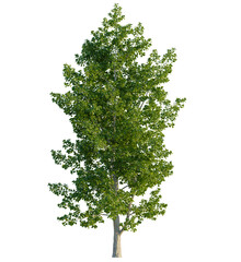 Obraz premium Populus tremula tree 4k, front view, cutout, transparent background isolate, Refreshing tree foliage brings vibrant life to your digital project