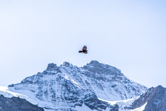 flying bird in the swiss mountains