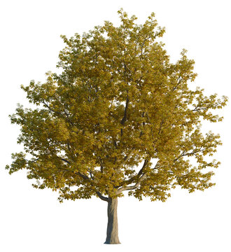 Quercus rubra tree 4k, front view, cutout, transparent background isolate, Stunning tree displaying colorful autumn foliage, bringing nature indoors