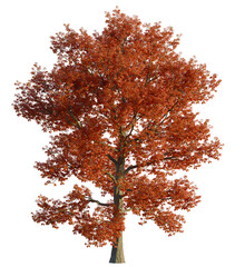 Quercus rubra tree 4k, front view, cutout, transparent background isolate, Vibrant fall foliage on a maple tree, ideal for seasonal design projects