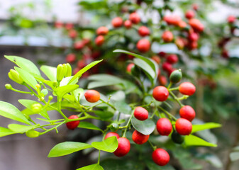 Kemuning Plant with Red Fruits and Fresh Green Foliage