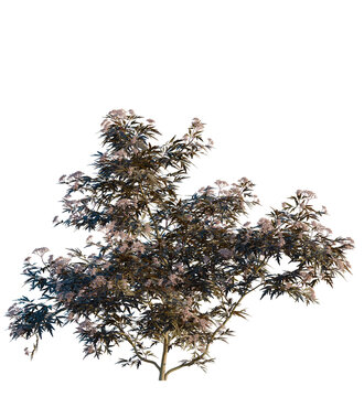 Sambucus nigra black lace tree 4k, front view, cutout, transparent background isolate, Blooming elder tree, nature's serene beauty for landscape designs now
