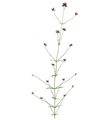 Verbena bonariensis tree 4k, front view, cutout, transparent background isolate, Verbena flower stem, beautiful botanical element for design projects