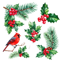Set of christmas decorations with red bird, pine branch, holly berries, holly leaves isolated on whtie