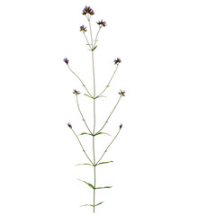 Verbena bonariensis tree 4k, front view, cutout, transparent background isolate, Elegant verbena flower with delicate purple blooms on long green stems