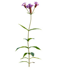Verbena rigida tree 4k, front view, cutout, transparent background isolate, Delicate purple verbena flowers on tall green stems, a summer garden bloom