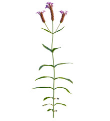 Verbena rigida tree 4k, front view, cutout, transparent background isolate, Elegant purple flower blossom with stem, vibrant color, perfect for design