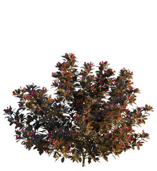 Weigela naomi campbell tree 4k, front view, cutout, transparent background isolate, Vibrant weigela...