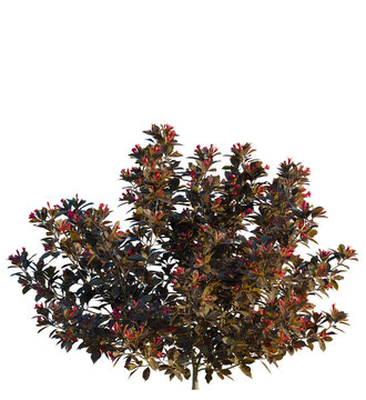 Weigela naomi campbell tree 4k, front view, cutout, transparent background isolate, Vibrant weigela shrub bursting with red flowers in natural light