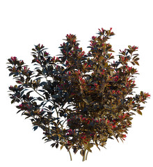 Weigela naomi campbell tree 4k, front view, cutout, transparent background isolate, Elegant weigela...