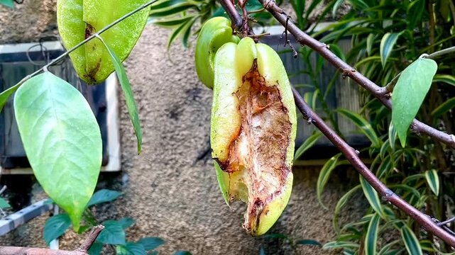 Star fruit or carambola that has been eaten by wild animals