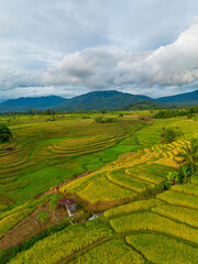 Beautiful morning view indonesia Panorama Landscape paddy fields with beauty color and sky natural light