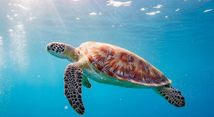 Underwater View of an Endangered Marine Turtle Swimming Near the Surface with Sunbeams