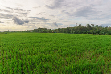 Fototapeta premium Beautiful morning view indonesia Panorama Landscape paddy fields with beauty color and sky natural light