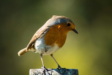robin on a branch