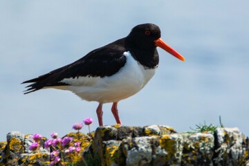 Oyster catcher on the beach