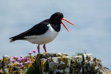 Oyster catcher on the beach