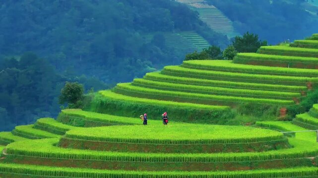 Aerial view of Hmong woman on golden rice terraces at Mu Cang Chai town near Sapa city, Vietnam. Beautiful terraced rice field in harvest season in Yen Bai province. Travel and landscape concept.