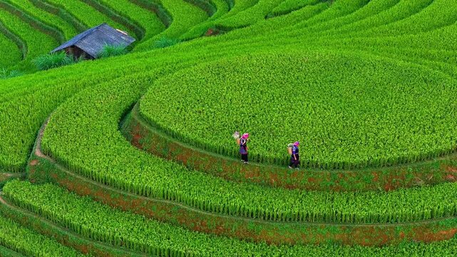 Aerial view of Hmong woman on golden rice terraces at Mu Cang Chai town near Sapa city, Vietnam. Beautiful terraced rice field in harvest season in Yen Bai province. Travel and landscape concept.