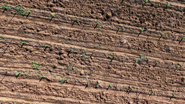 Vista a&eacute;rea de cultivo inicial con tutor para plantas de olivo en intensivo