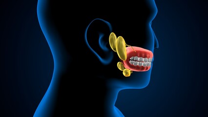 Male teeths anatomy. 3d illustrations