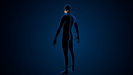 Male teeths anatomy. 3d illustrations