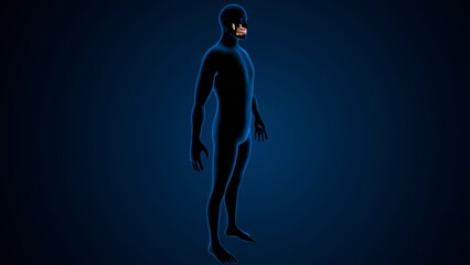 Male teeths anatomy. 3d illustrations