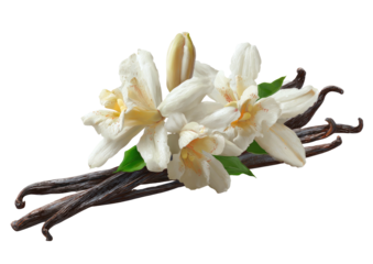 Vanilla flowers and pods, ivory petals, dark brown sticks