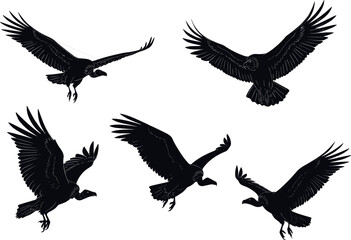 Stylized vulture silhouettes in flight and landing poses, feather detail, black bird anatomy - flavector