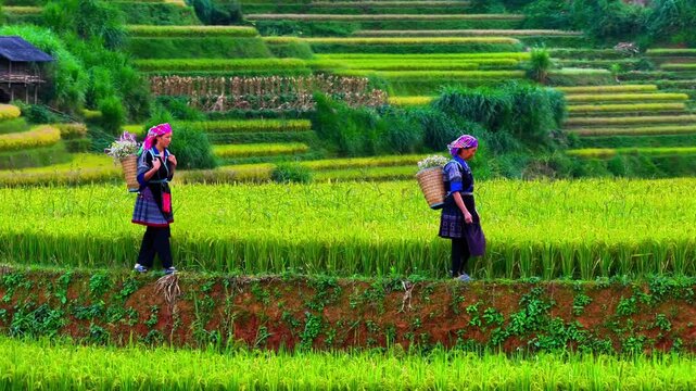 Aerial view of Hmong woman on golden rice terraces at Mu Cang Chai town near Sapa city, Vietnam. Beautiful terraced rice field in harvest season in Yen Bai province. Travel and landscape concept.