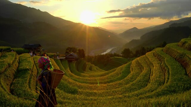 Aerial view of Hmong girls on golden rice terraces at Mu Cang Chai town near Sapa city, Vietnam. Beautiful terraced rice field in harvest season in Yen Bai province. Travel and landscape concept.