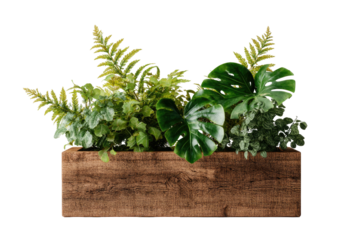 Plants in wooden box, greenery against a black background
