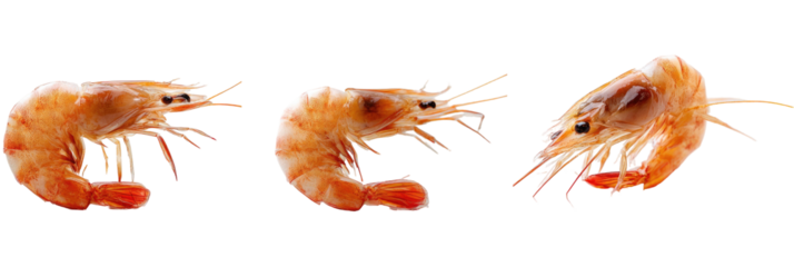 Three cooked shrimp angled, isolated against black