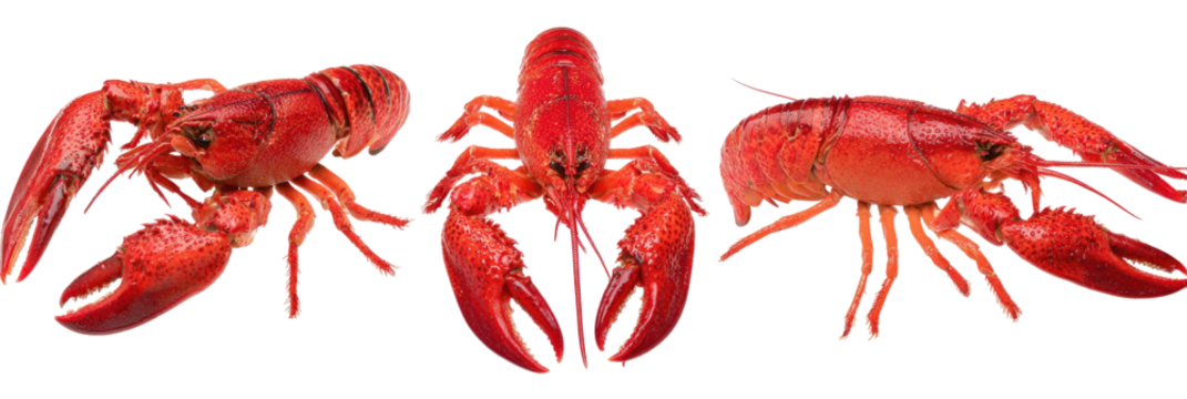 Three crawfish lined up, different views