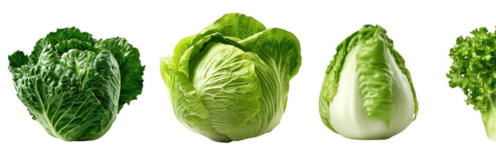Various types of fresh green lettuce heads in a row