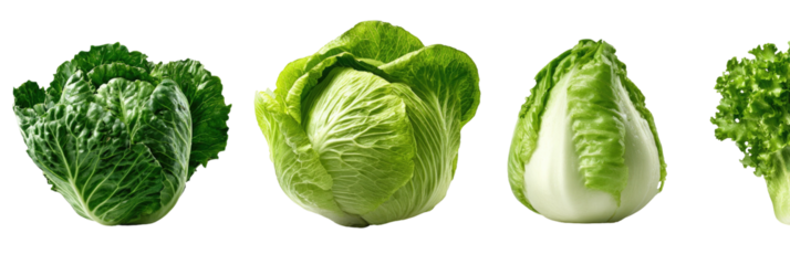 Various types of fresh green lettuce heads in a row