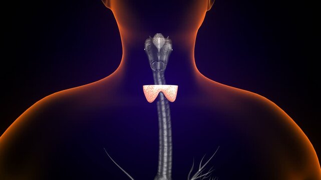 Male thyroid anatomy. 3d illustrations