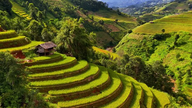 Aerial view of golden rice terraces at Mu Cang Chai town near Sapa city, North of Vietnam. Beautiful terraced rice field in harvest season in Yen Bai province. Travel and landscape concept.