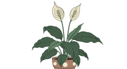 Illustration of a peace lily plant with two white flowers and green leaves in a polka dot pot.