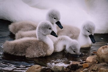 Family of swans
