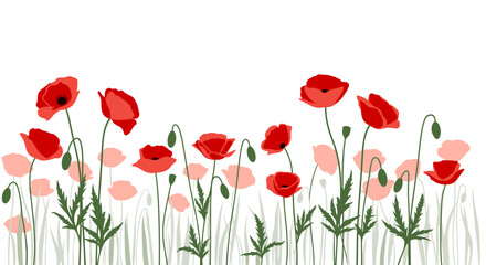 A horizontal banner of red poppies and buds on thin green stems against a white background.