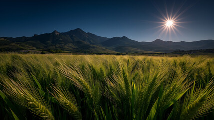 Fototapeta premium Golden Whispers: A panoramic vista unveils a vast field of wheat bathed in the radiant glow of the sun, with a majestic mountain range gracing the horizon, symbolizing growth and renewal.