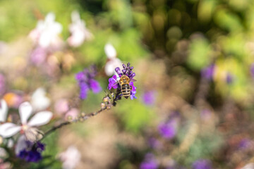 bee on a purple flowers in the garden